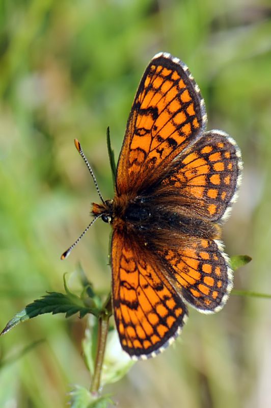 Melitaea dalla Val d''Aosta da ID - 3